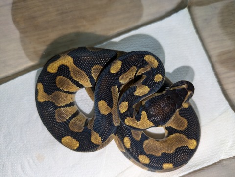 PXL_20240827_035013319