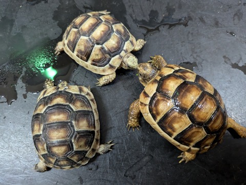 PXL_20240628_055913419