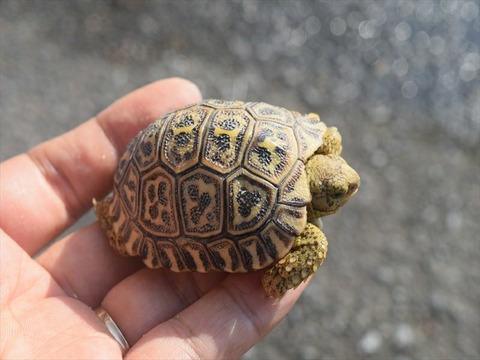 line_414406067226652