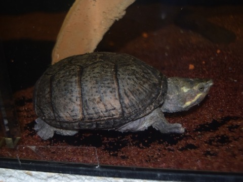 line_286720535046977