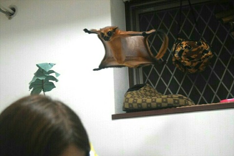 [画像:c6a00b37-s.jpg]