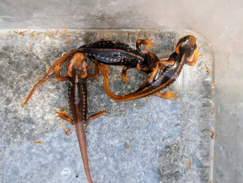 PXL_20240524_064313237~2