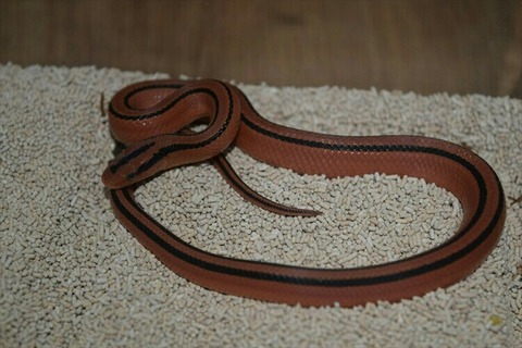 [画像:cc53b4c7-s.jpg]