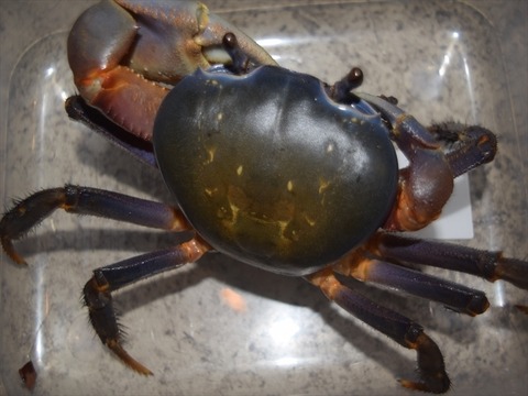 line_117674831499776