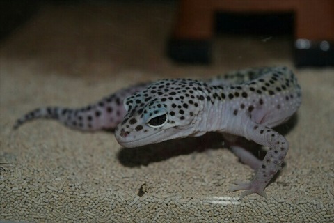 [画像:cfdc599a-s.jpg]