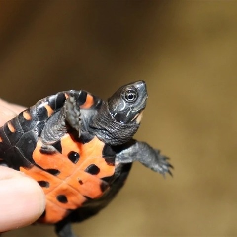 IMG_20220323_130526_449