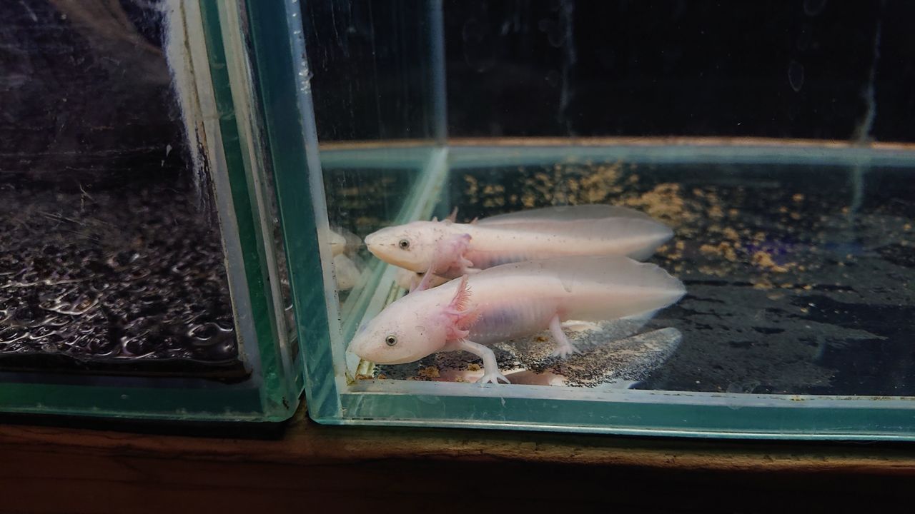 熱帯魚入荷 Rio日記 熱帯魚入荷 Rio日記