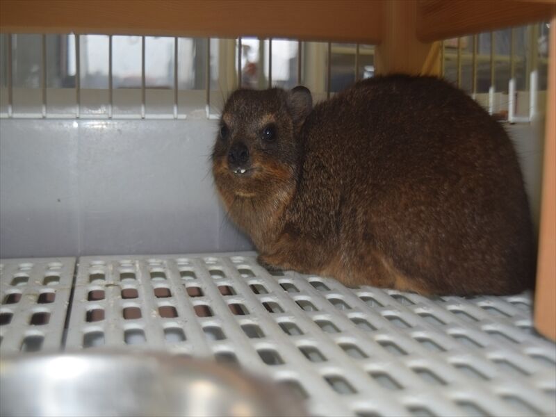 ケープハイラックス 入荷 Rio日記