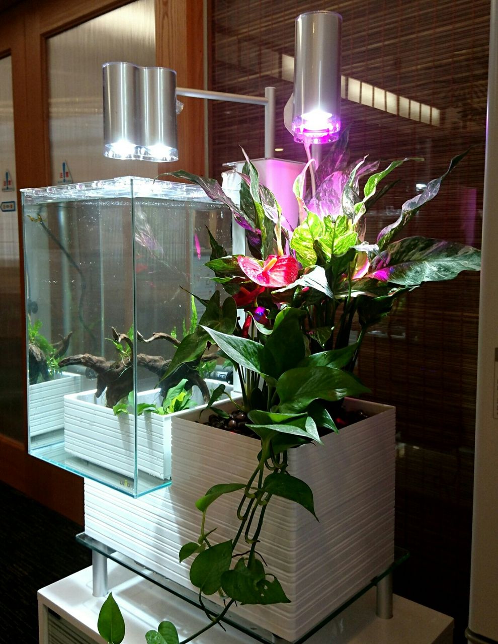 オシャレな水槽 Rio日記