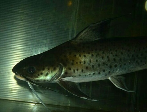 IMG_20171219_170222_667