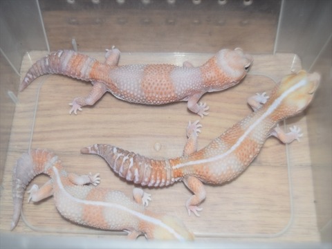 line_120407681793597