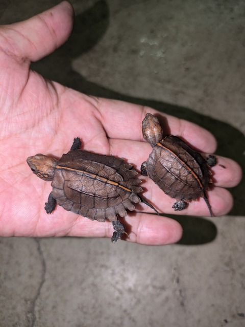 PXL_20240926_093544156