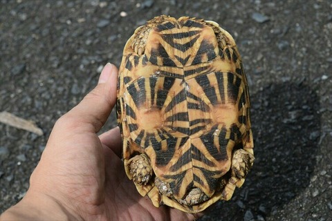 [画像:e58b1ae6-s.jpg]