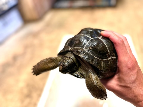 アルダブラゾウガメA品4