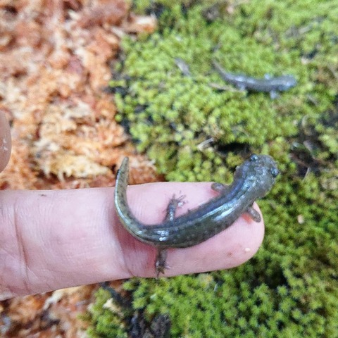 IMG_20190617_174038_261