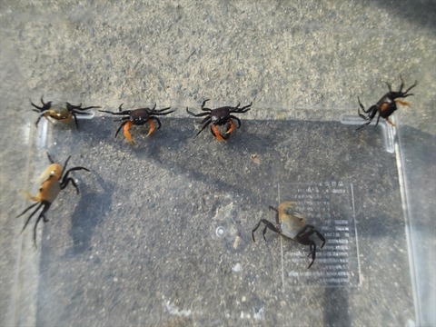 line_341223669273891