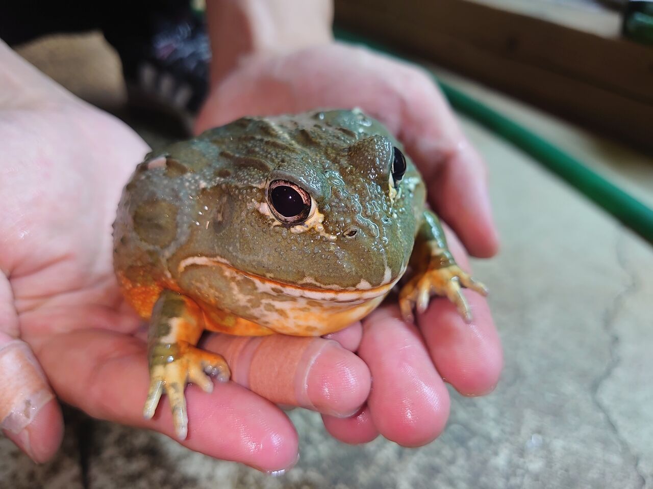 アフリカウシガエル Www Mesazhi Com