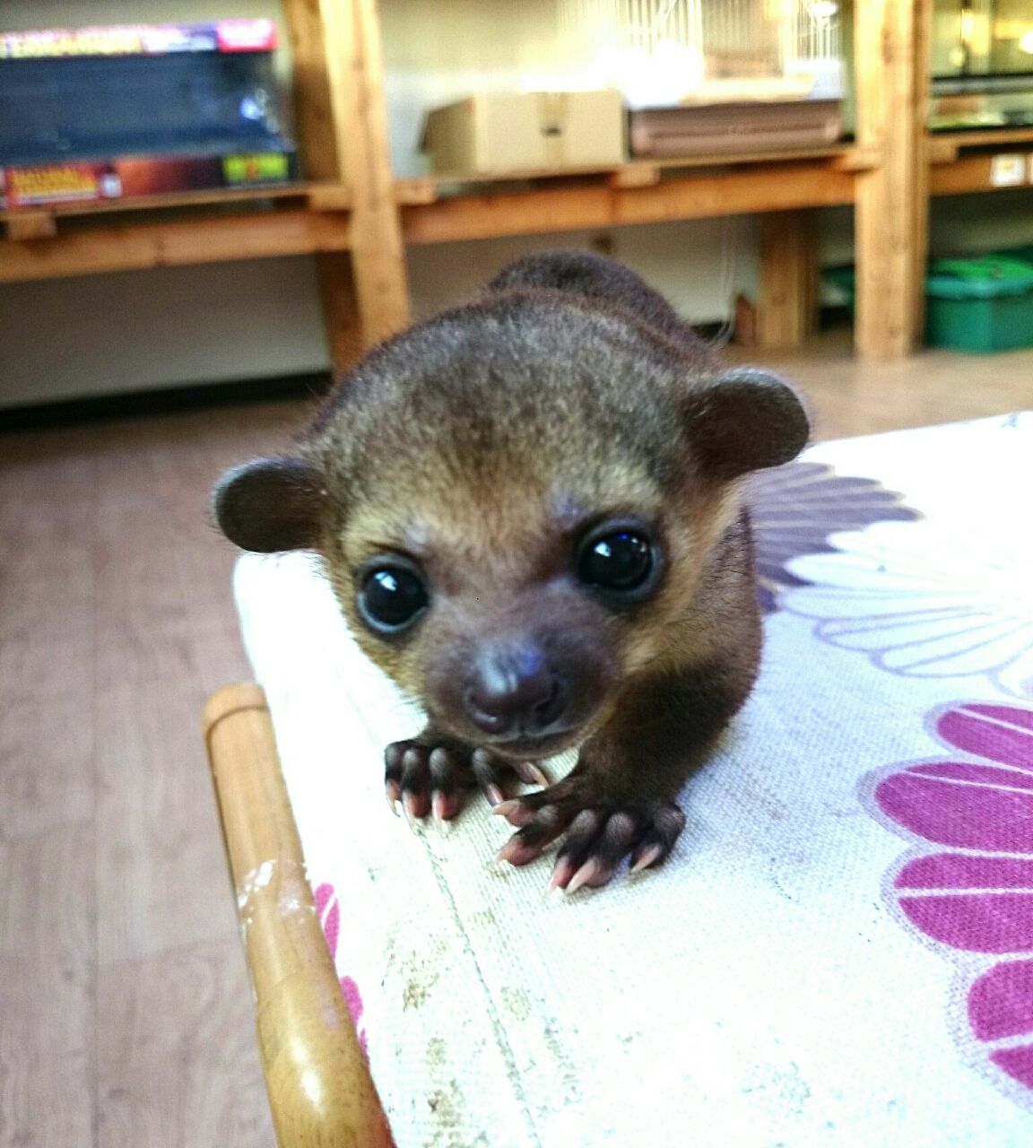 キンカジュー Rio日記