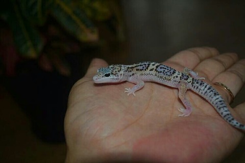 [画像:fc835dba-s.jpg]