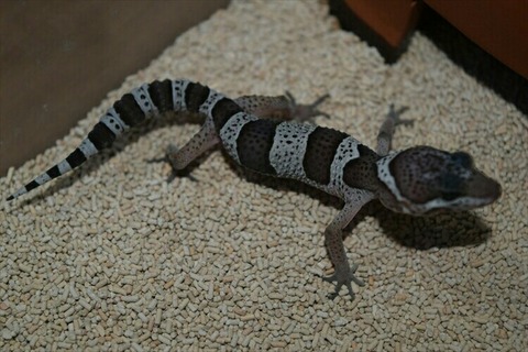 [画像:fcba033e-s.jpg]