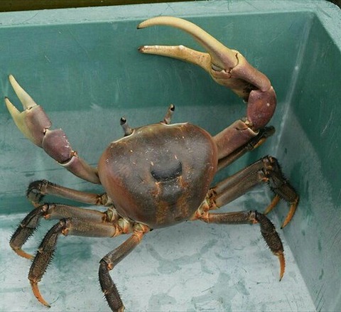 [画像:fdd64de2-s.jpg]