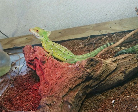 [画像:fea92c4d-s.jpg]