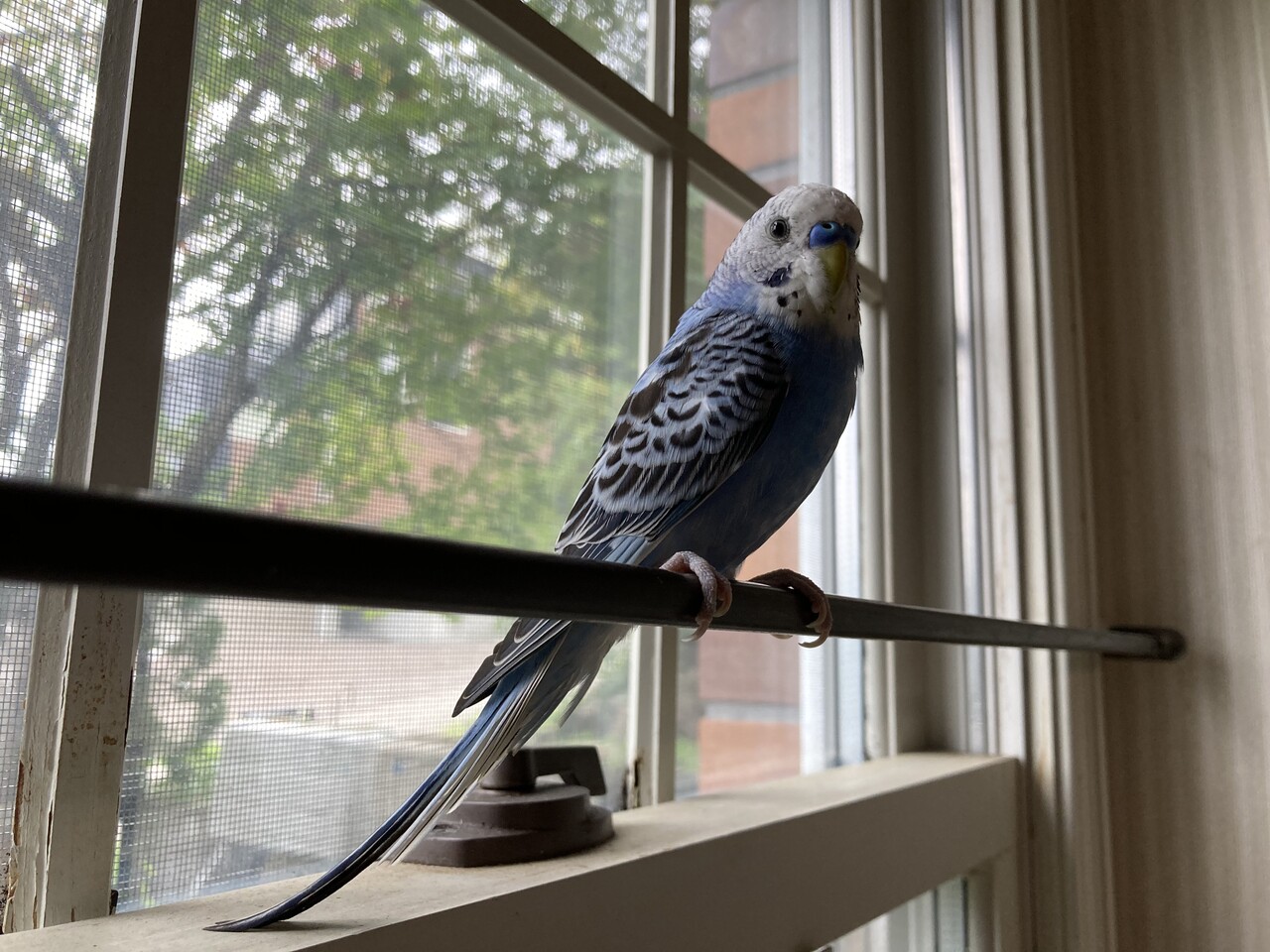 4代目セキセイインコのアミイちゃん がいっぱいおしゃべりしてかわいい 動画あり Rubis Life