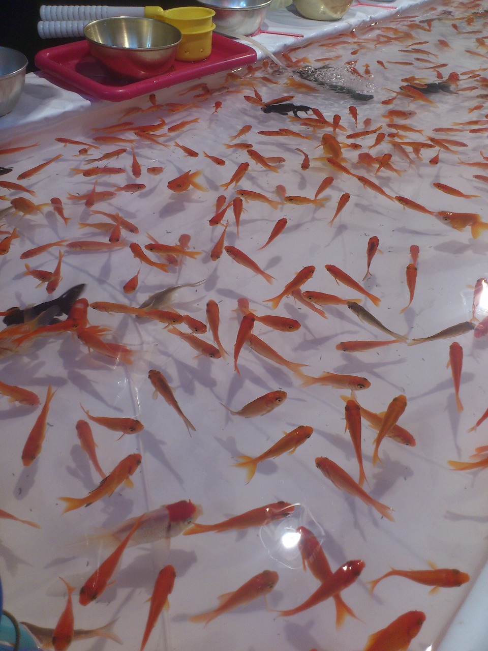 さっぽろ祭り 中島公園会場で金魚すくいなどなど Rubis Life