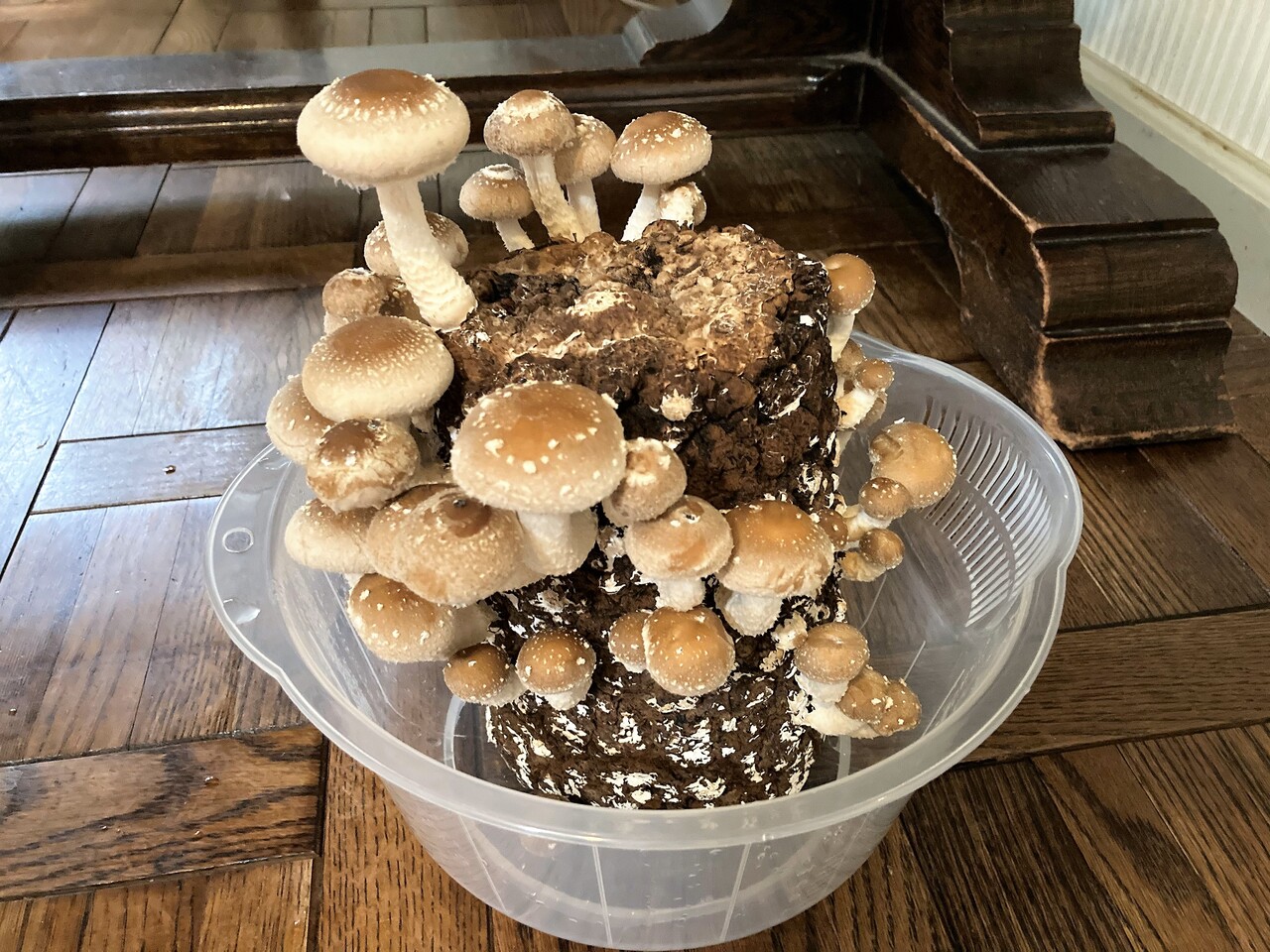 家でしいたけを育てる栽培キット もりのしいたけ農園 その後 Rubis Life 家でしいたけを育てる栽培キット もりのしいたけ農園 その後 Rubis Life