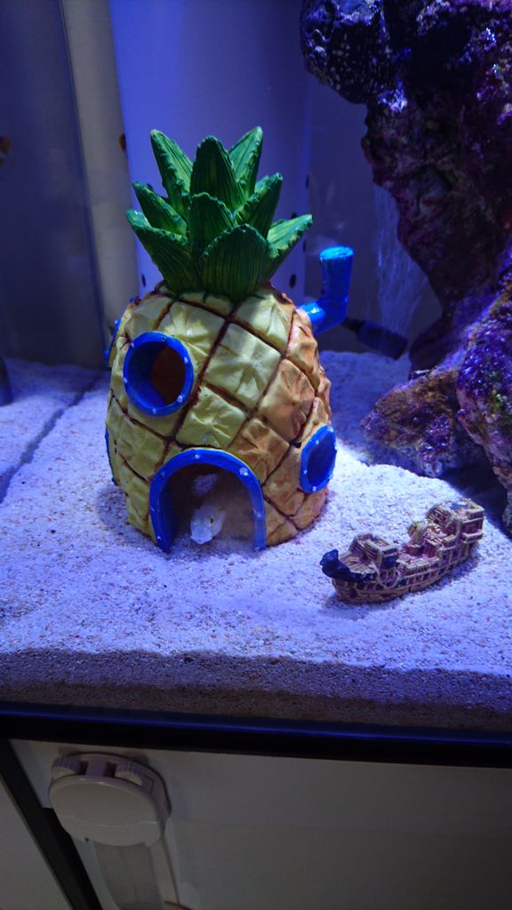 イメチェン とことん魚と 熱帯魚は食べちゃだめ イメチェン とことん魚と 熱帯魚は食べちゃだめ