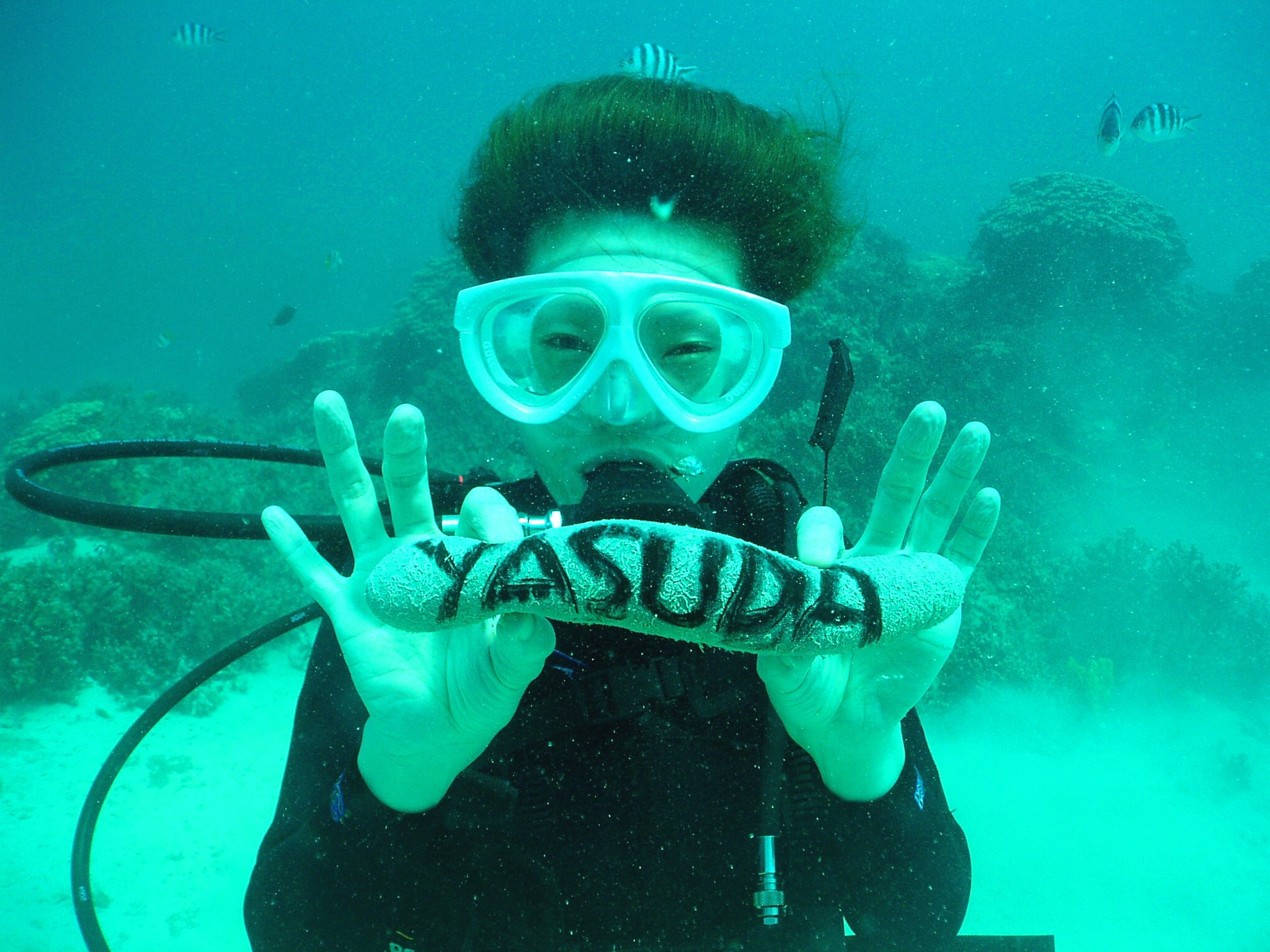 Yasudaという名のナマコ グアムのダイビングショップ Aqua Academy