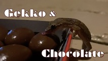 Gekko.001