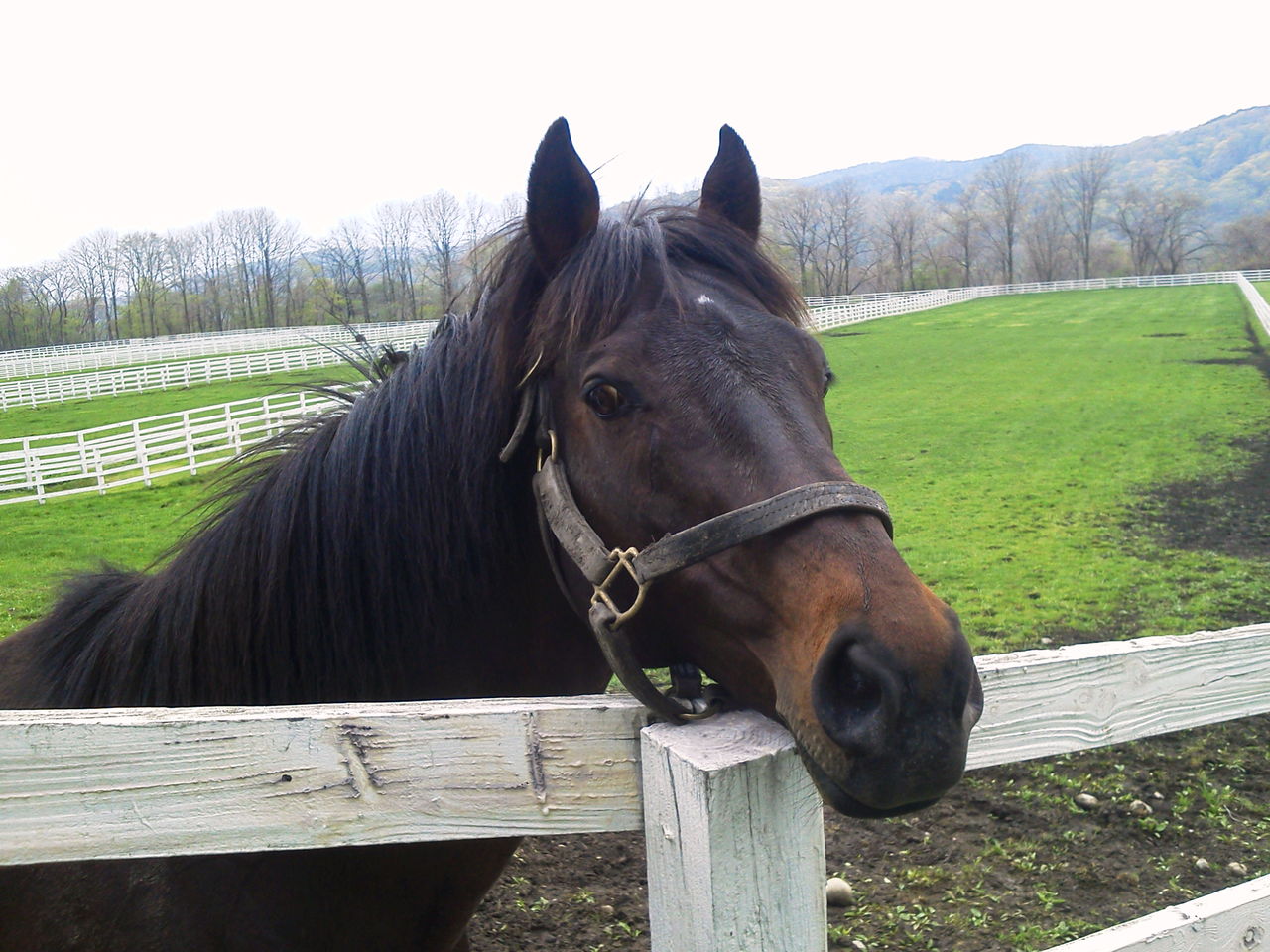 牧場見学 ビッグレッドファーム その２ 競馬story