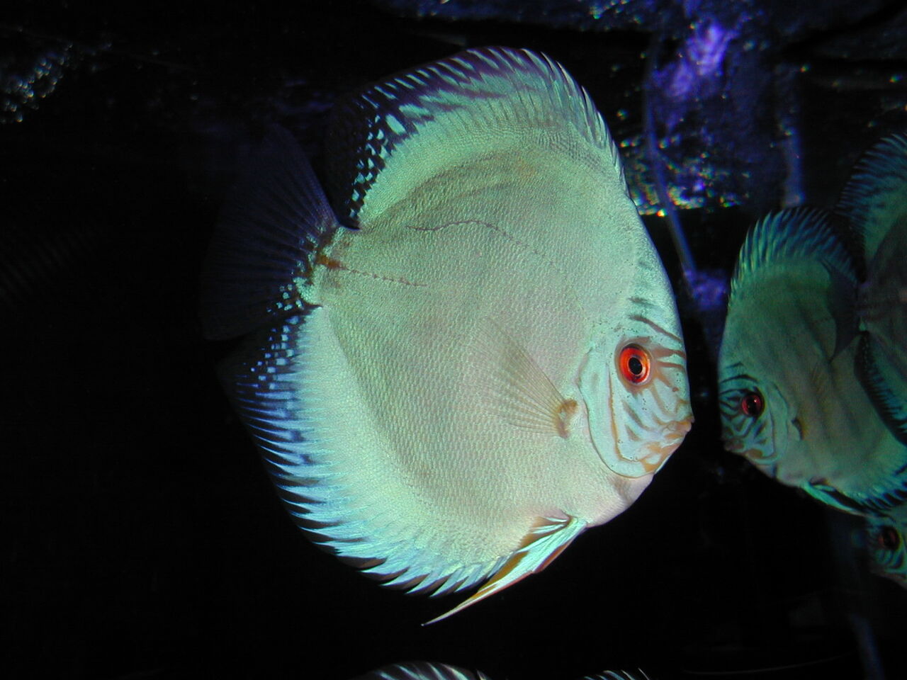 Discus Jp 日本のディスカス! : AquaDreams_officialのblog