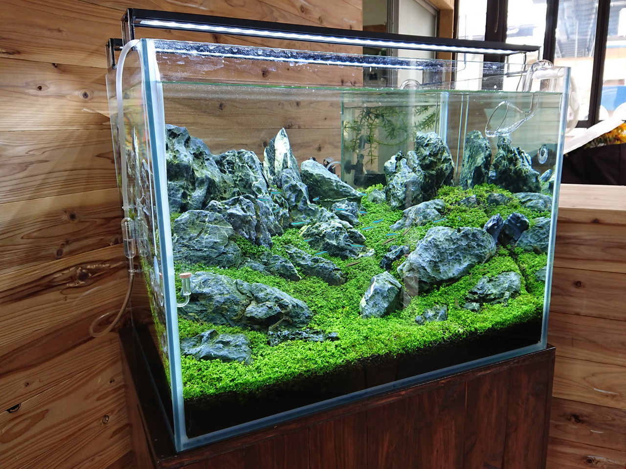 45cm 水槽 石組み レイアウト