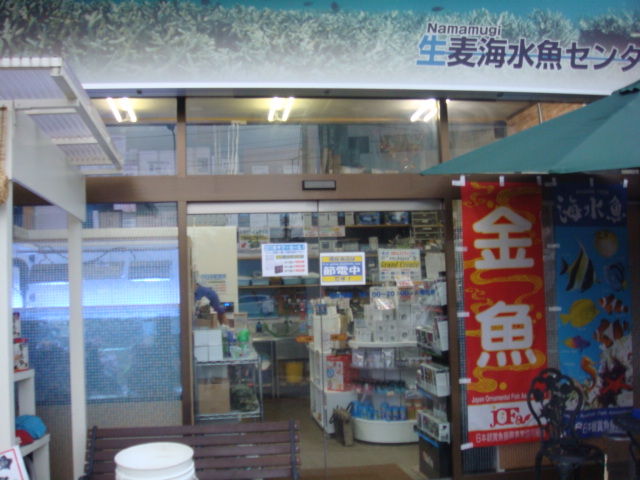 魚 生麦 海水