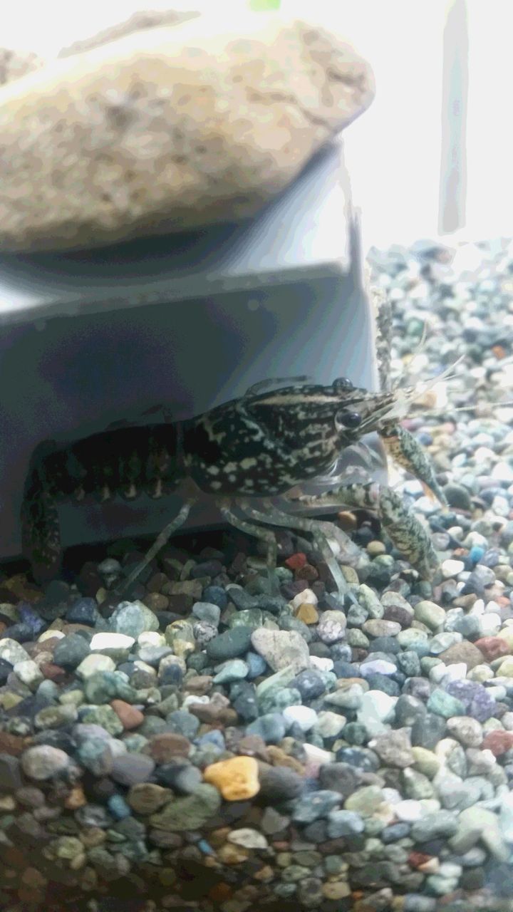 ザリガニといえば ハートスタッフｂｌｏｇ