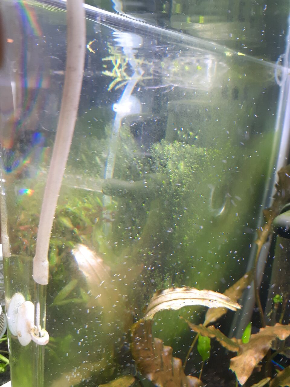 水草 爆釣 Aqua Japan