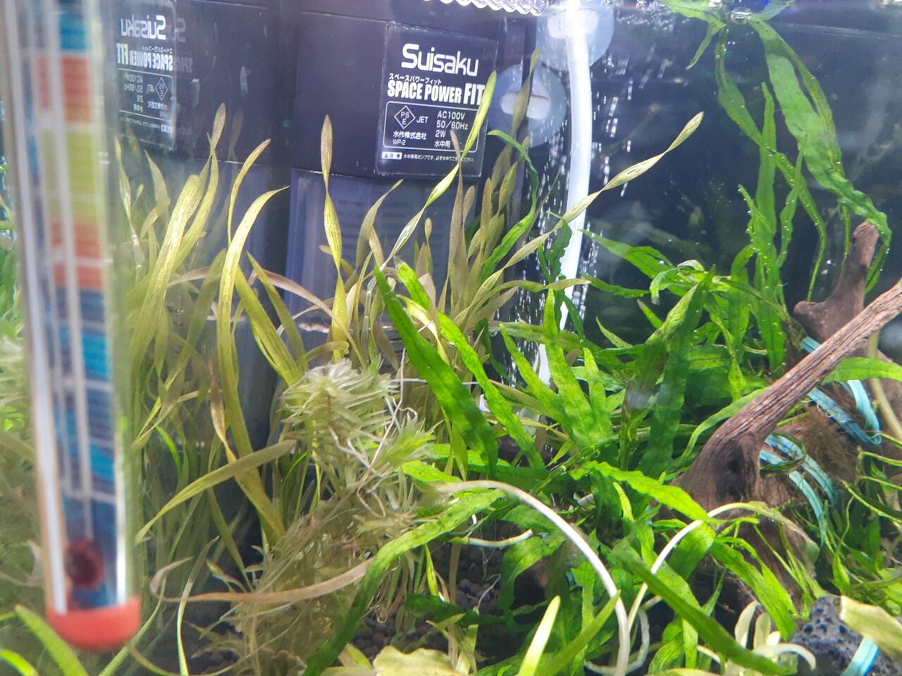 水草 爆釣 Aqua Japan