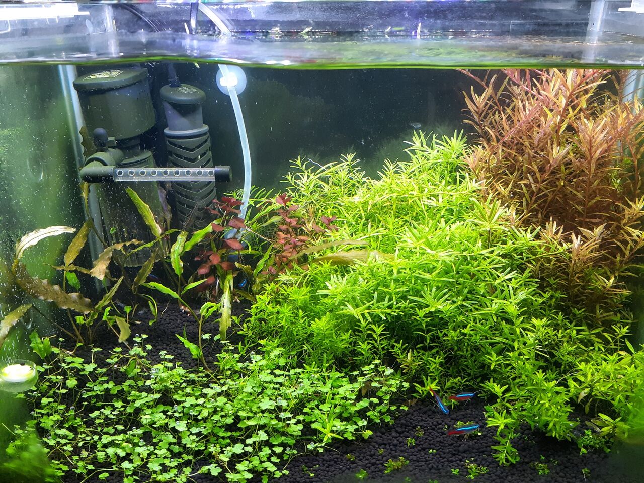 水草 爆釣 Aqua Japan