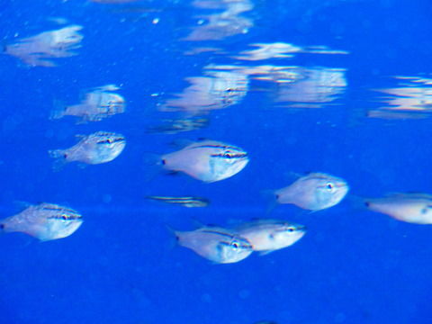お坊さん？ 念仏を唱える魚 ネンブツダイ : ぼくの水族園日記