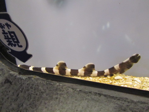 cf456d26.jpg