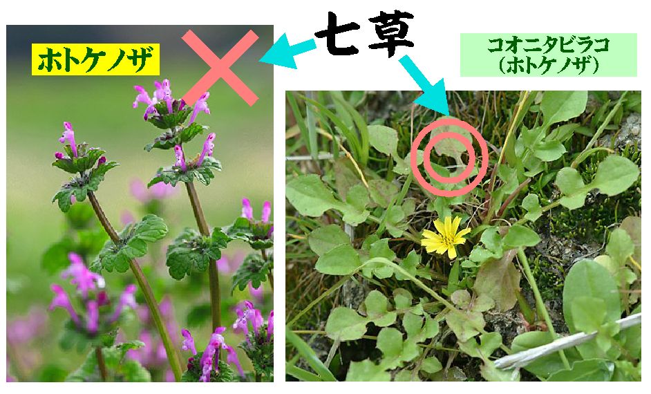 春の七草 ホトケノザ ａｑｕａ通信 記事 画像