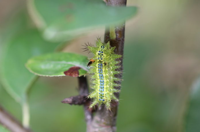 イラガの幼虫 ａｑｕａ通信 快適生活のご提案