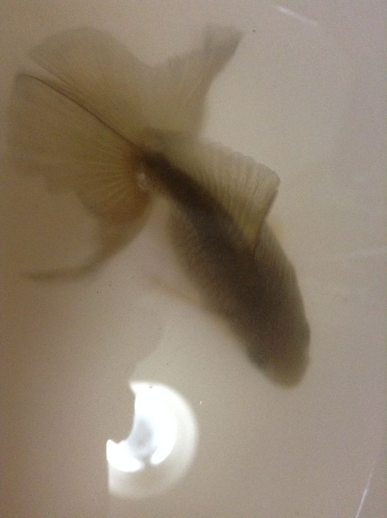 エプソムソルト浴開始 きんぎょのーと 仮