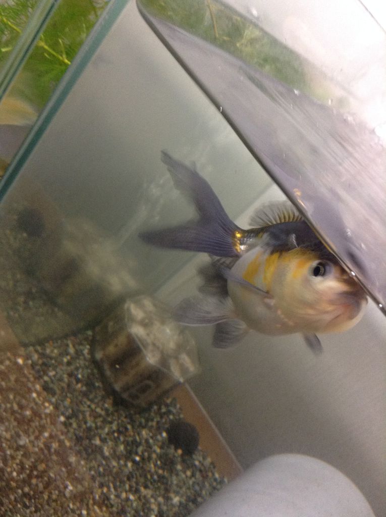 たま 青文魚 羽衣 きんぎょのーと 仮