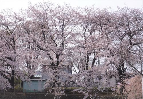 花冷えの頃・・