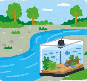 水槽立ち上げるけど川の水ってそのまま使える？
