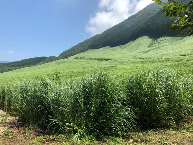 夏休み