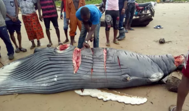 【画像あり】ナイジェリア人さん、砂浜に打ち上げられた『クジラ』をその場で切り分けお持ち帰りしてしまう